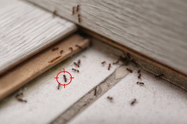 Best Wildlife Control Services  in Buffalo, OK