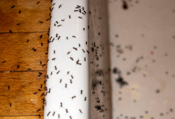 Professional Pest Control in Buffalo, OK