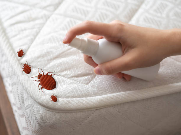 Best Pest Control for Restaurants  in Buffalo, OK