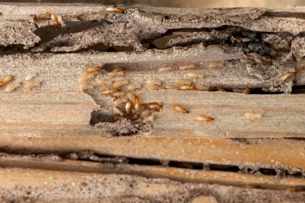 Best Pest Inspection Near Me  in Buffalo, OK