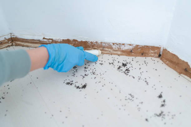 Best Pest Prevention Services  in Buffalo, OK